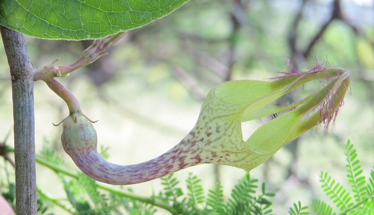 Ceropegia juncea: Photos from Theni, Cumbam Valley, Tamilnadu