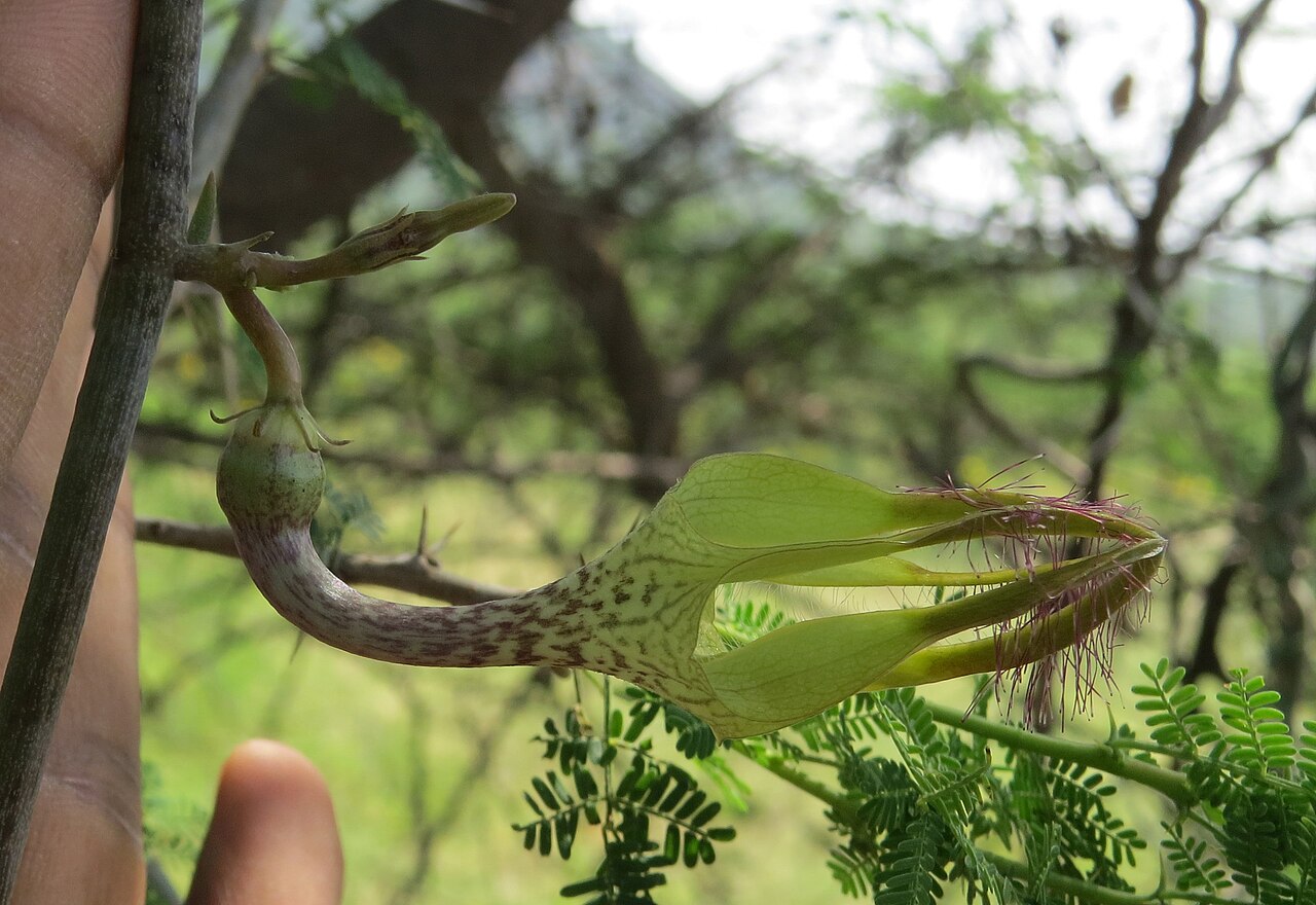 Ceropegia juncea: Photos from Theni, Cumbam Valley, Tamilnadu