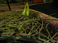 Ceropegia juncea (Ceropegia juncea)