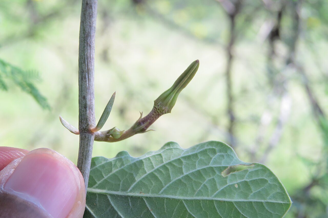 Ceropegia juncea: Photos from Theni, Cumbam Valley, Tamilnadu