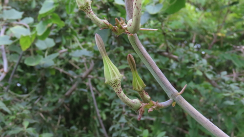 Ceropegia juncea (Ceropegia juncea)