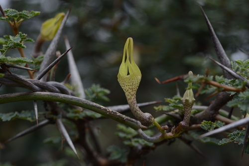 Ceropegia juncea (Ceropegia juncea)