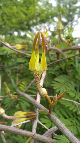 Ceropegia juncea (Ceropegia juncea)