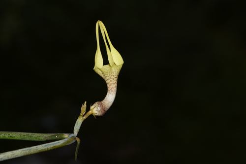 Ceropegia juncea (Ceropegia juncea)