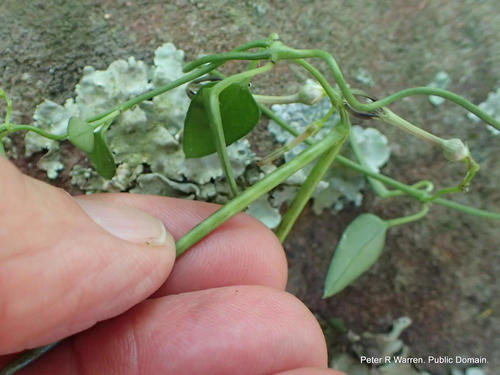 Ceropegia linearis (Ceropegia linearis)