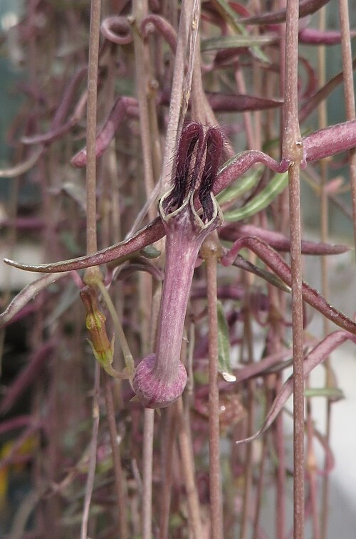 Ceropegia linearis: Ceropegia linearis . The Botanical Garden of the University of Latvia