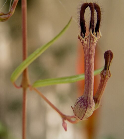 Ceropegia linearis: Ceropegia linearis ssp. debilis