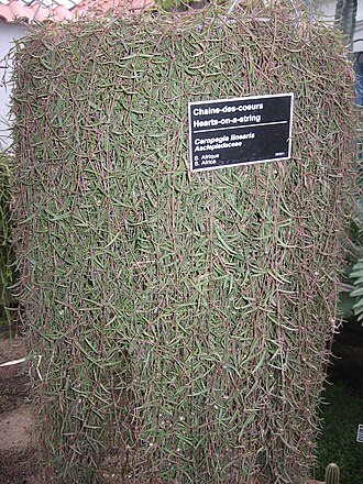Ceropegia linearis: Ceropegia linearis , Jardin Botanique de Montréal