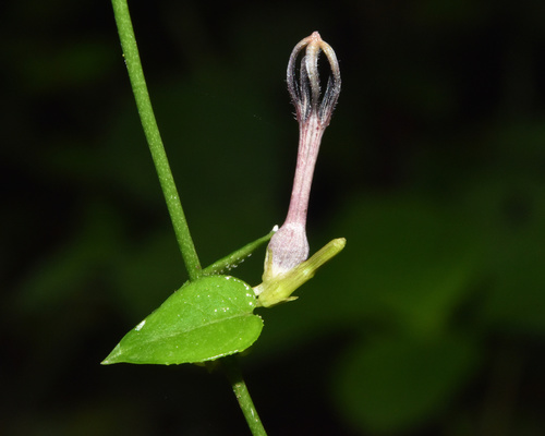 Ceropegia linearis (Ceropegia linearis)
