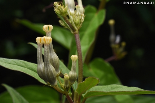 Ceropegia maccannii (Ceropegia maccannii)
