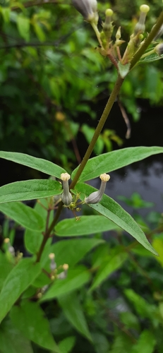 Ceropegia maccannii (Ceropegia maccannii)