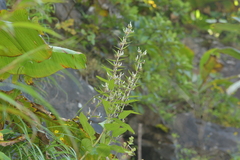 Ceropegia maccannii (Ceropegia maccannii)