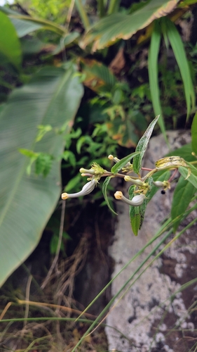 Ceropegia maccannii (Ceropegia maccannii)