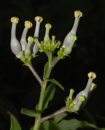 Ceropegia maccannii (Ceropegia maccannii)