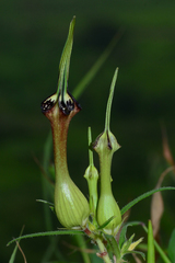 Ceropegia mahabalei (Ceropegia mahabalei)