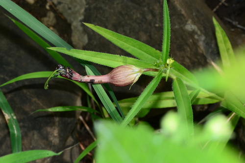Ceropegia mahabalei (Ceropegia mahabalei)