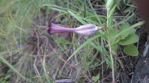 Ceropegia mahabalei (Ceropegia mahabalei)