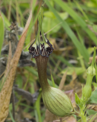 Ceropegia mahabalei (Ceropegia mahabalei)