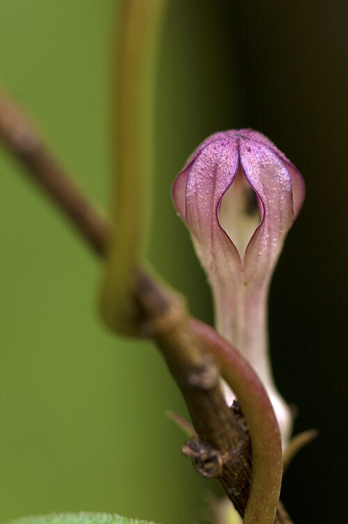 Ceropegia media: Ceropegia media bud