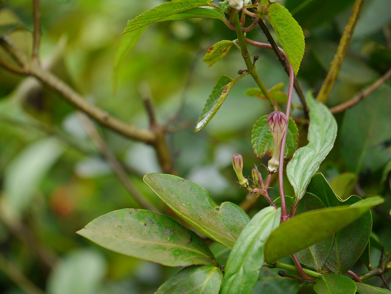 Ceropegia media: Asclepiadaceae (milkweed family) » Ceropegia media (Huber) Ansari seer-oh-PEEJ-ee-uh -- from the Greek keros (wax) and pege (fountain) ... Dave's Botanary MEED-