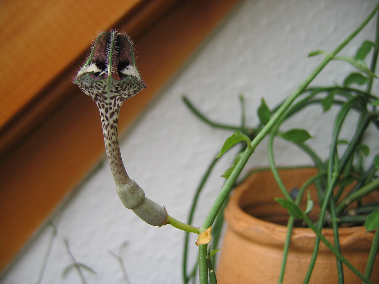 Ceropegia nilotica: Ceropegia nilotica