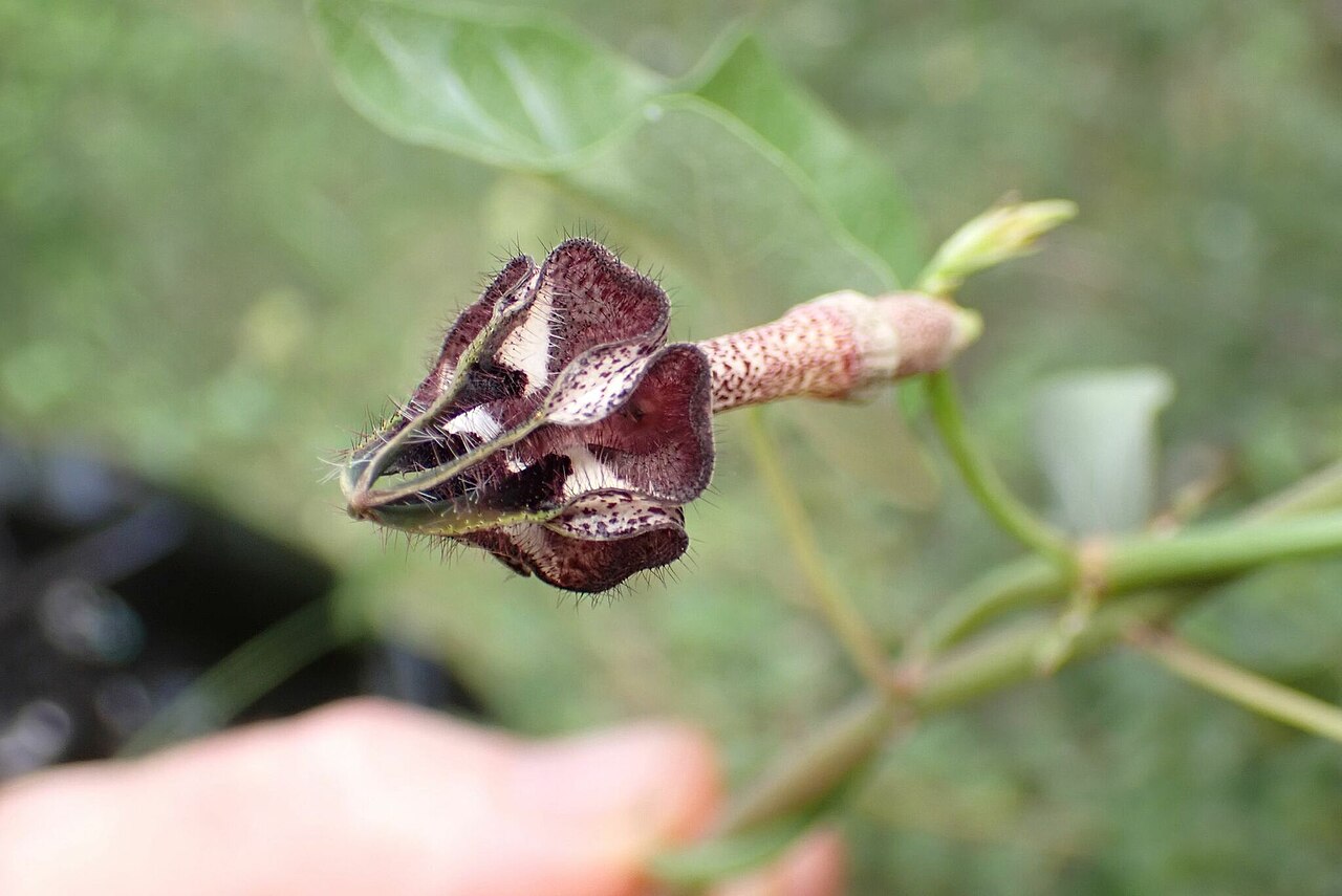 Ceropegia nilotica: Ceropegia nilotica in South Africa