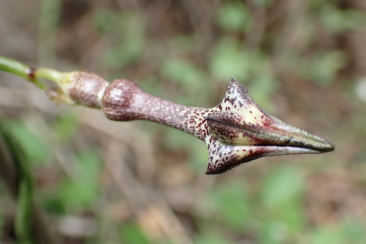 Ceropegia nilotica: Ceropegia nilotica in South Africa