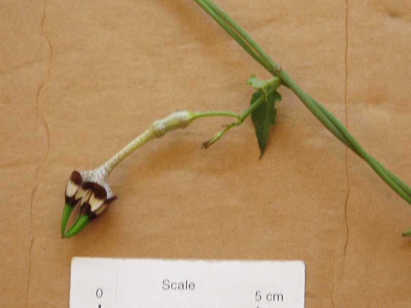 Ceropegia radicans (Ceropegia radicans)