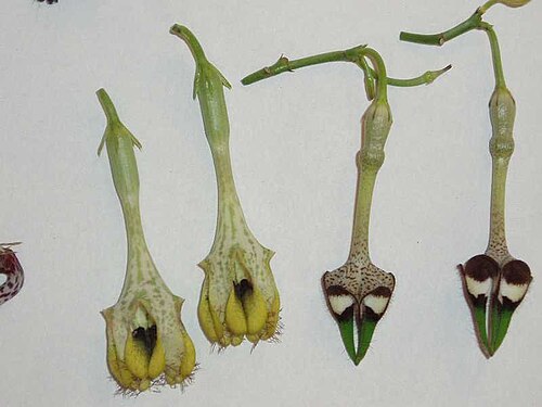 Ceropegia radicans (Ceropegia radicans)