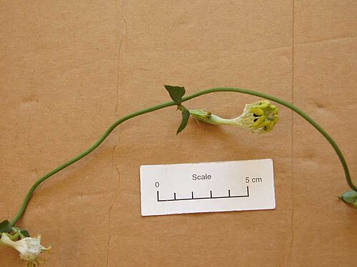 Ceropegia radicans (Ceropegia radicans)