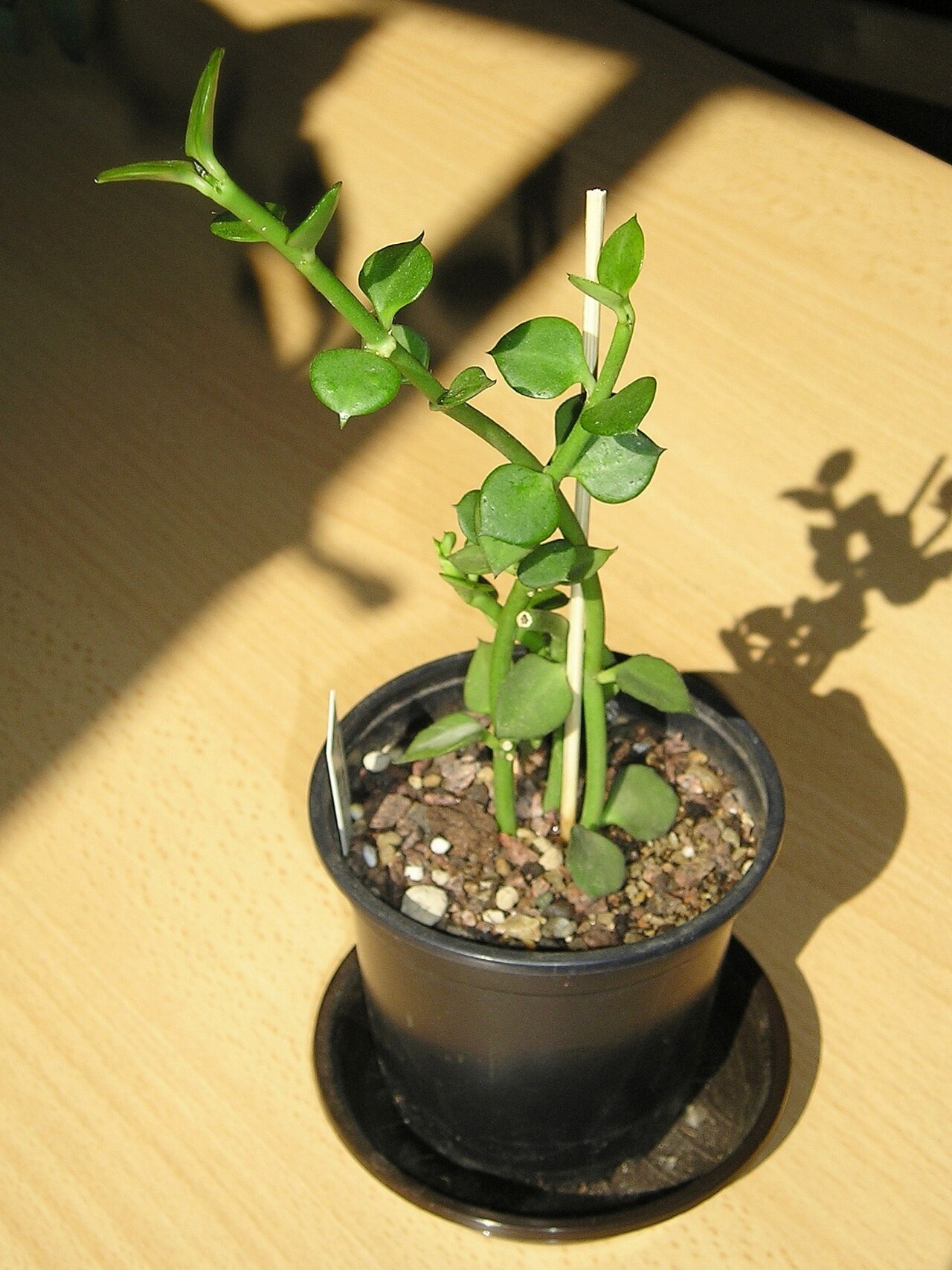 Ceropegia radicans: Ceropegia radicans