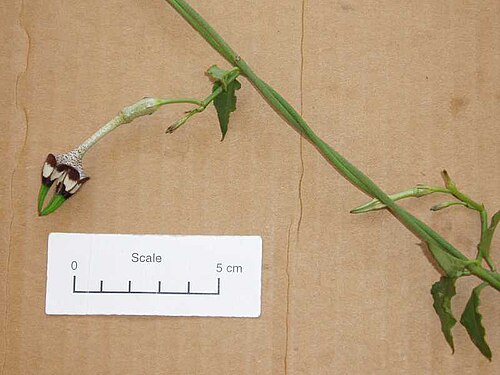 Ceropegia radicans (Ceropegia radicans)