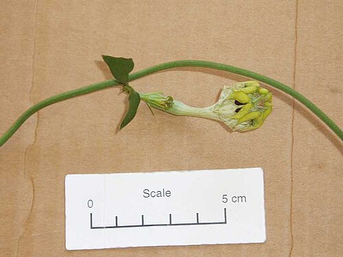 Ceropegia radicans (Ceropegia radicans)