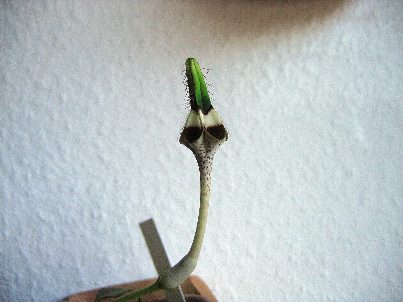 Ceropegia radicans: Ceropegia radicans