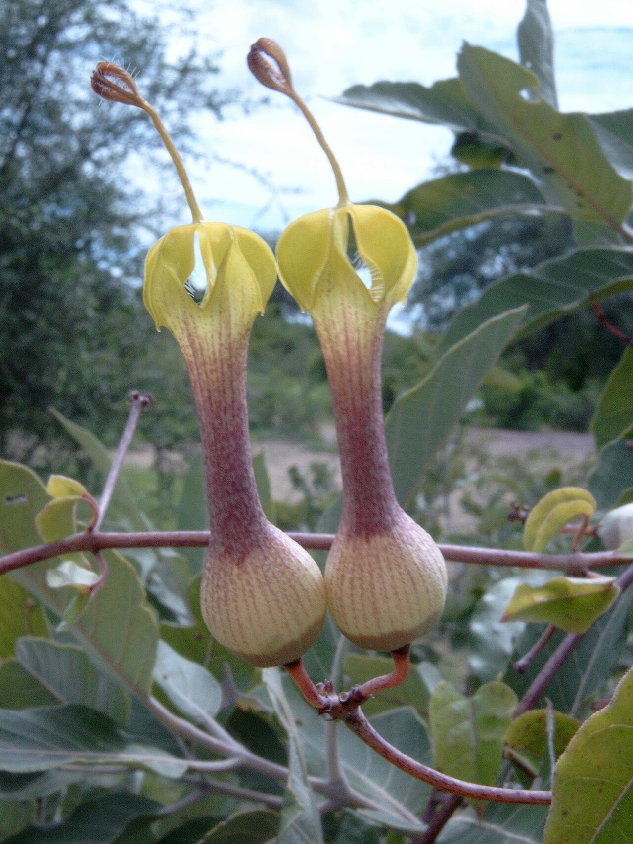 Ceropegia rhynchantha: flowers of Ceropegia rhynchantha . between Fada N'Gourma and Bogandé, Burkina Faso.