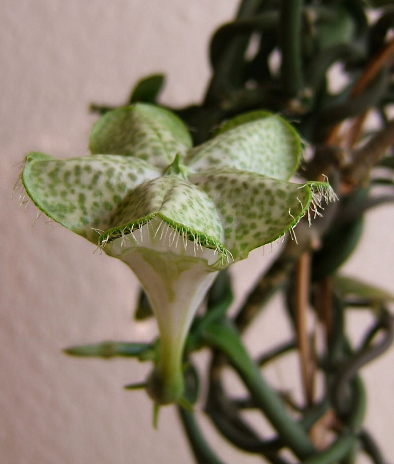 Ceropegia sandersonii: Fountain flower, Parachute plant