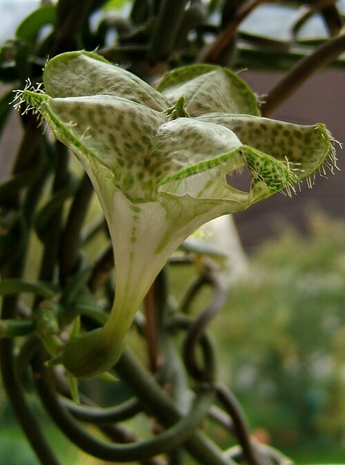 Ceropegia sandersonii: Fountain flower, Parachute plant