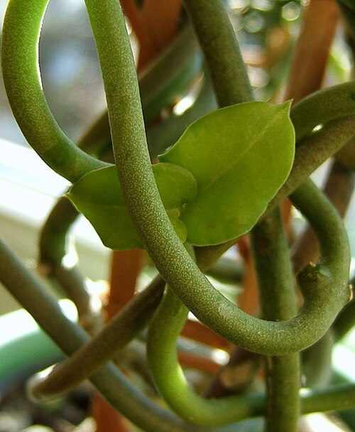 Ceropegia sandersonii: Fountain flower, Parachute plant