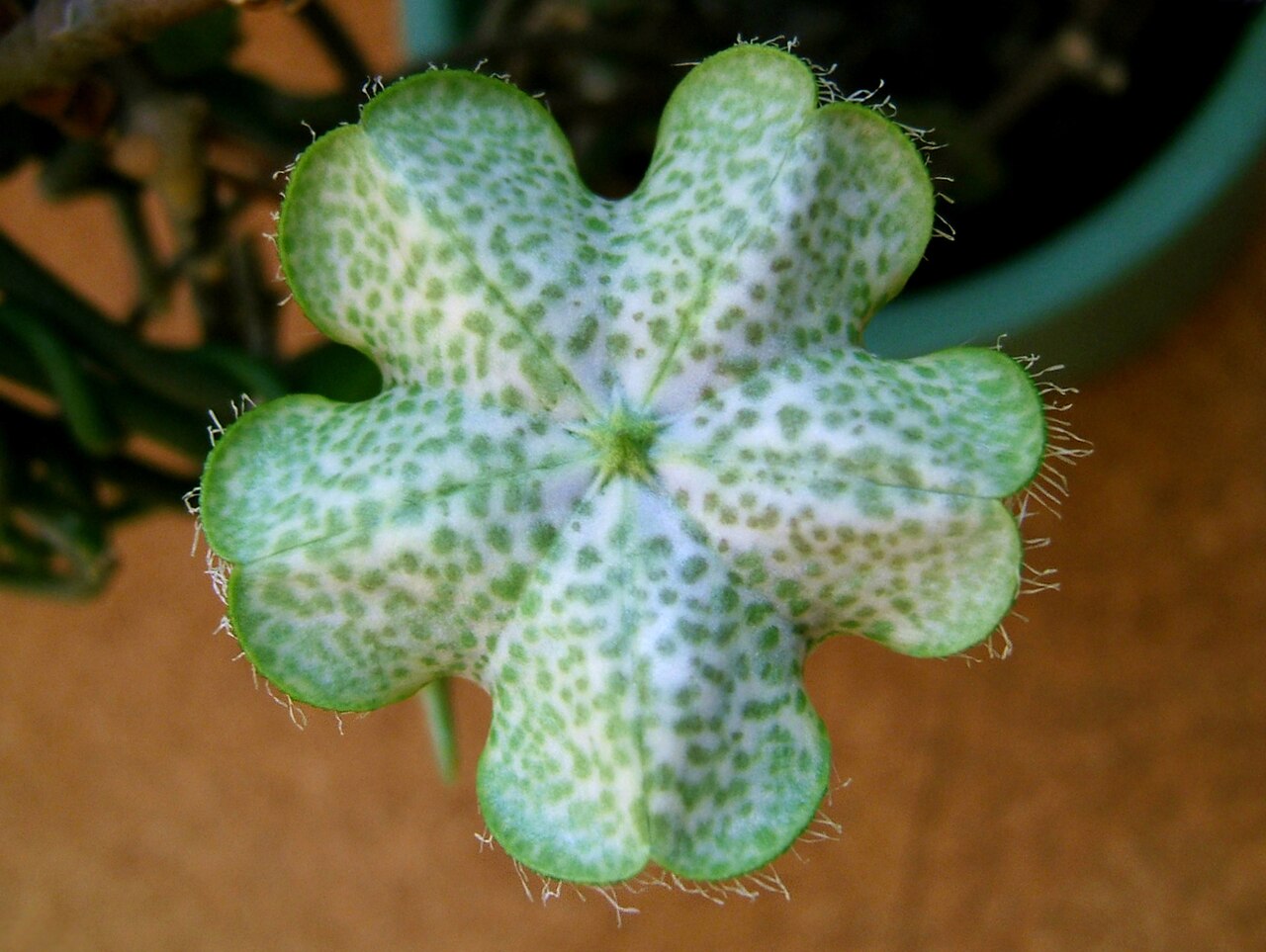 Ceropegia sandersonii: Fountain flower, Parachute plant