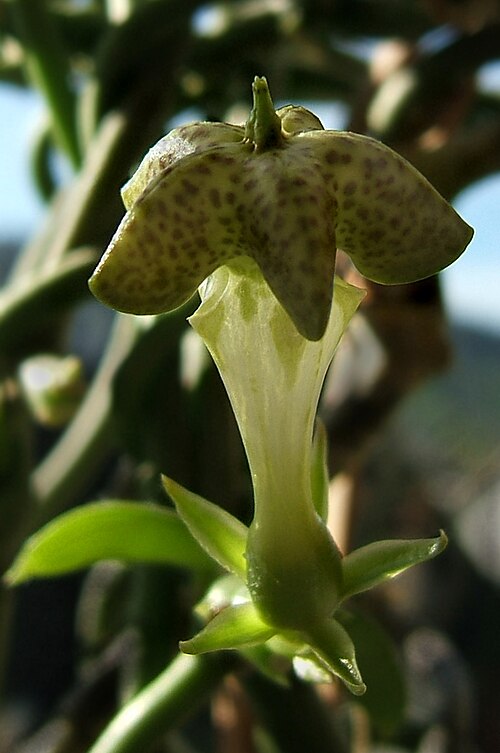 Ceropegia sandersonii: Fountain flower, Parachute plant