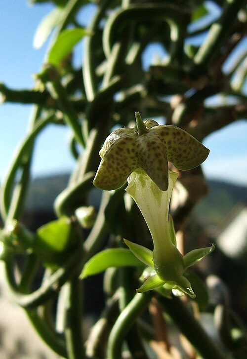 Ceropegia sandersonii: Fountain flower, Parachute plant