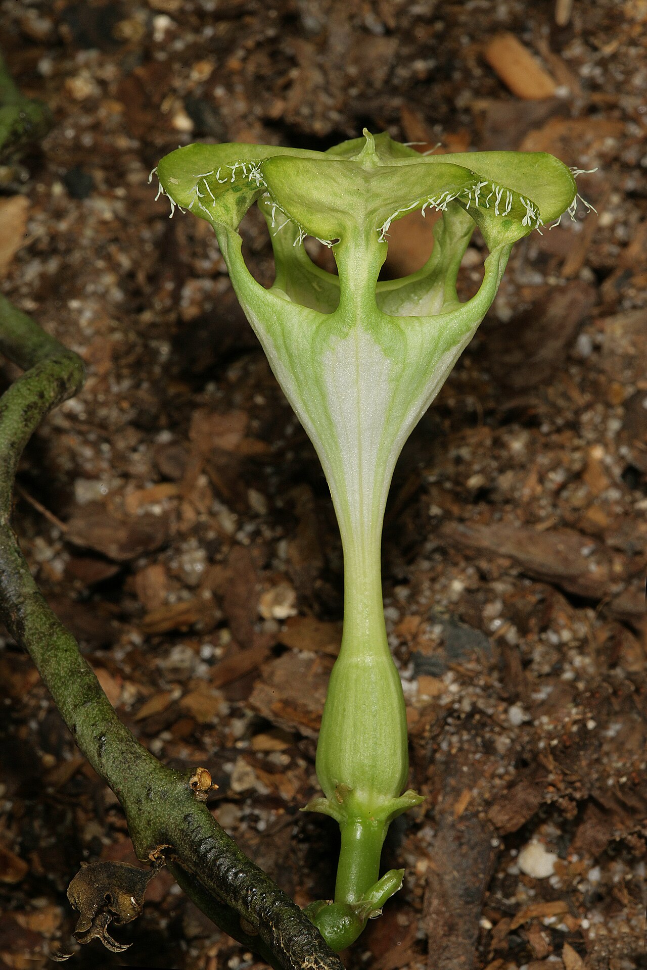 Ceropegia sandersonii: Ceropegia sandersonii , flower; Manie van der Schijff Botanical Garden, University of Pretoria, Pretoaria, Gauteng, South Africa