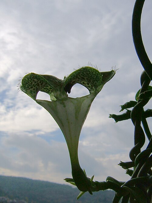 Ceropegia sandersonii: Fountain flower, Parachute plant