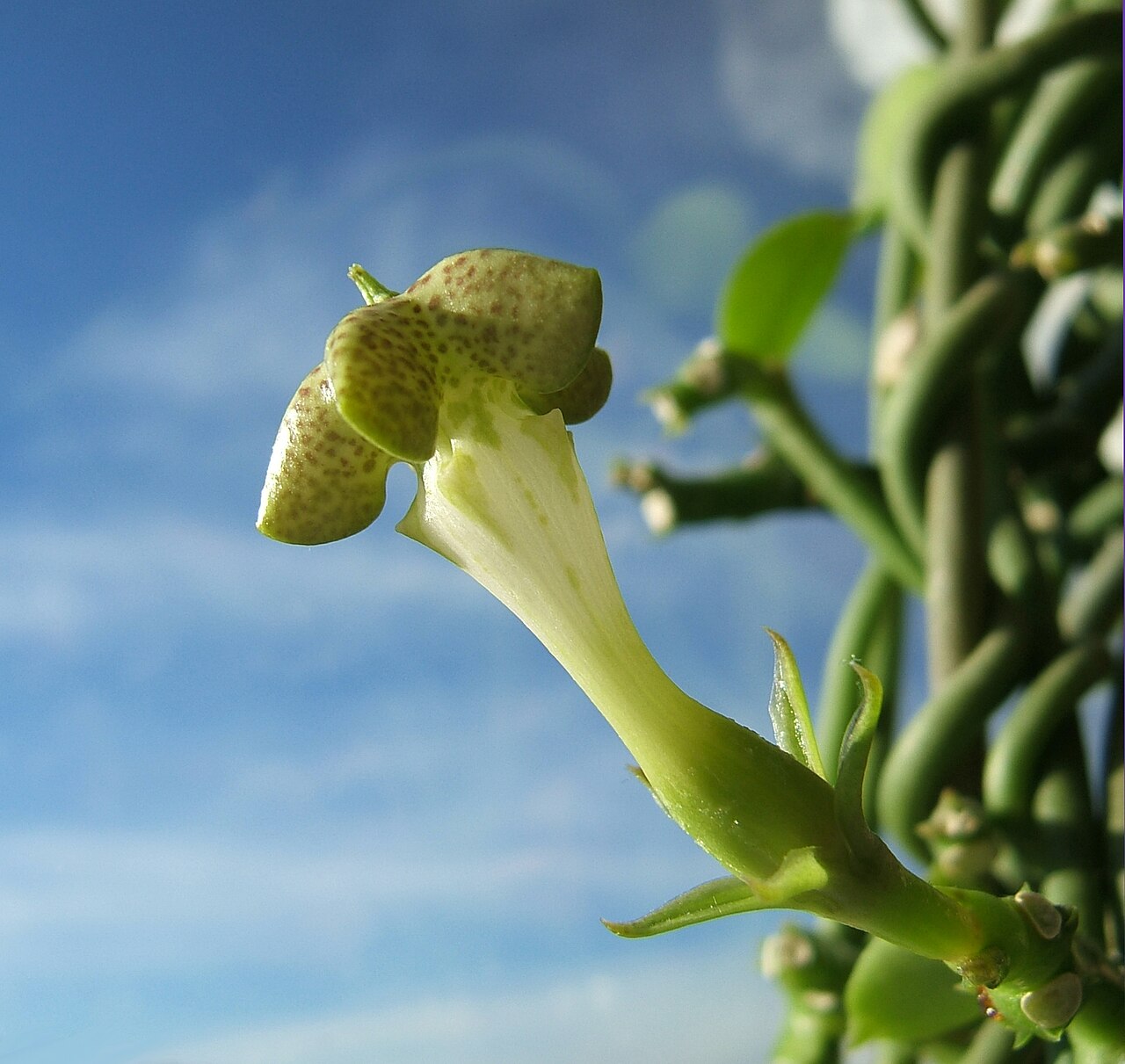 Ceropegia sandersonii: Fountain flower, Parachute plant
