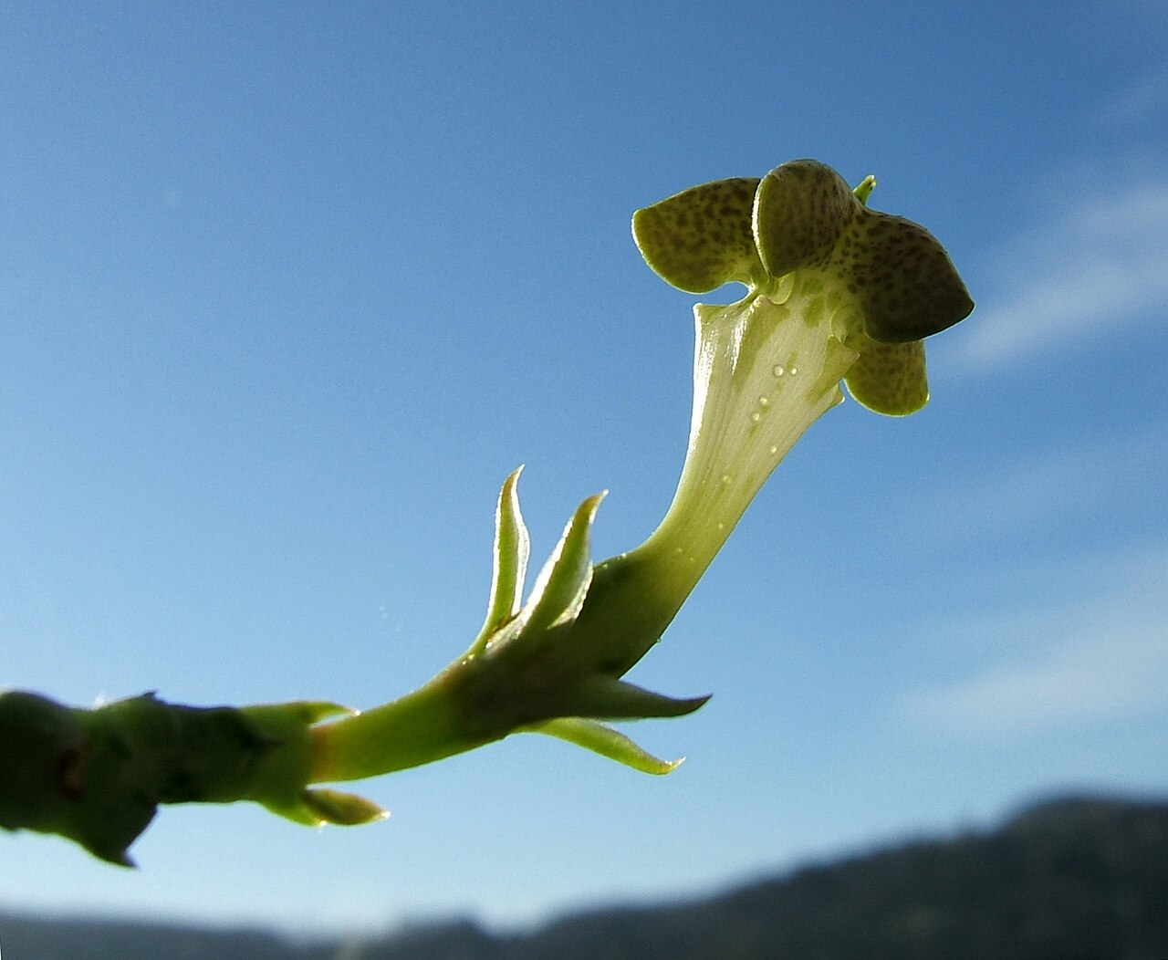 Ceropegia sandersonii: Fountain flower, Parachute plant