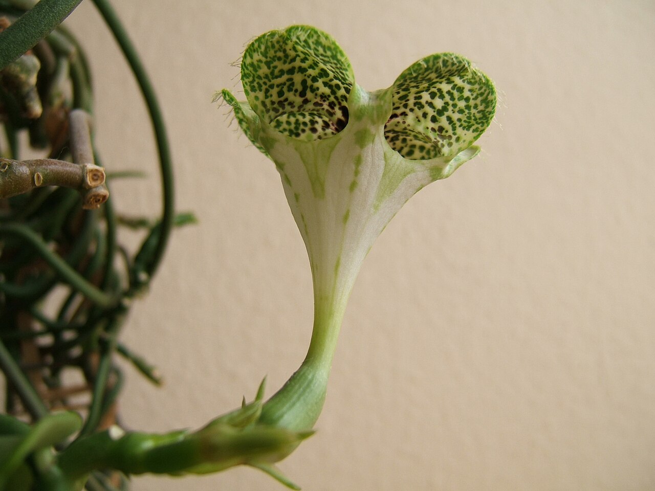 Ceropegia sandersonii: Fountain flower, Parachute plant