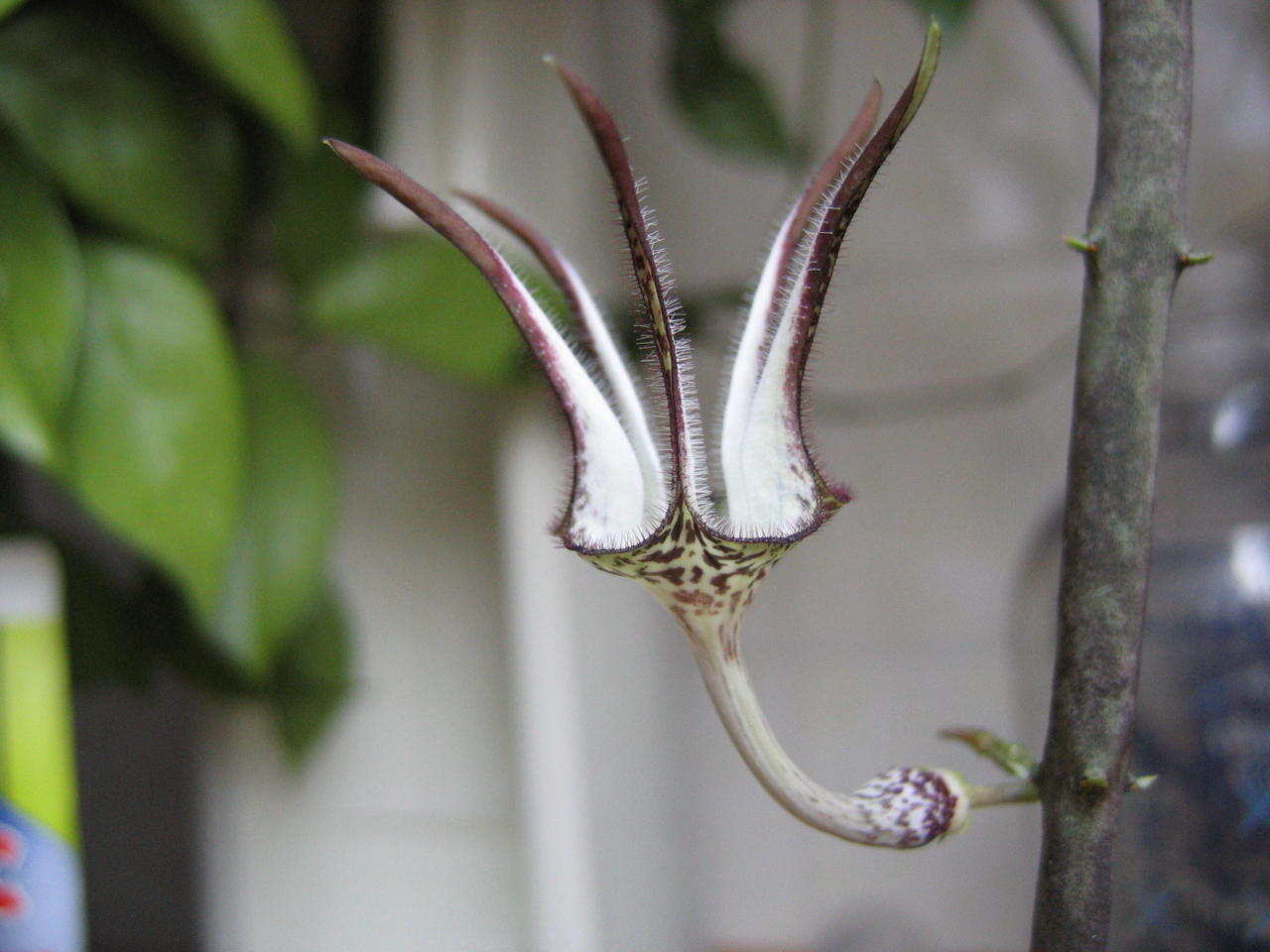 Ceropegia stapeliiformis: Ceropegia stapeliaeformis