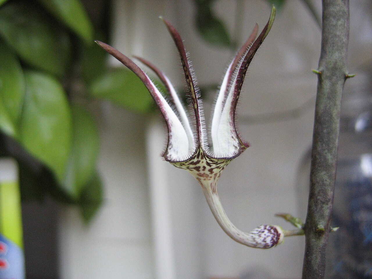 Ceropegia stapeliiformis: Ceropegia stapeliiformis ssp. stapeliiformis