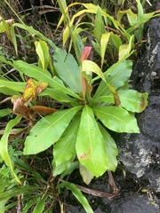 Cespedesia spathulata (Cespedesia spathulata)