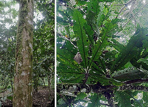 Cespedesia spathulata: A neotropical tree of the Ochnaceae family. Jatun Sacha Gardens, Ecuador.